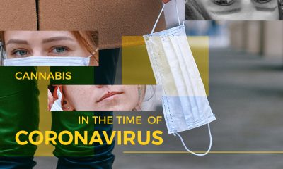 Cannabis in the Time of Coronavirus, Covid-19