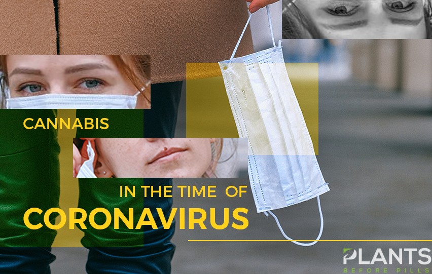 Cannabis in the Time of Coronavirus, Covid-19