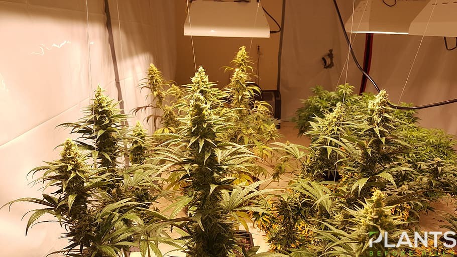 Illegal Cannabis Plants Seized in Nevada