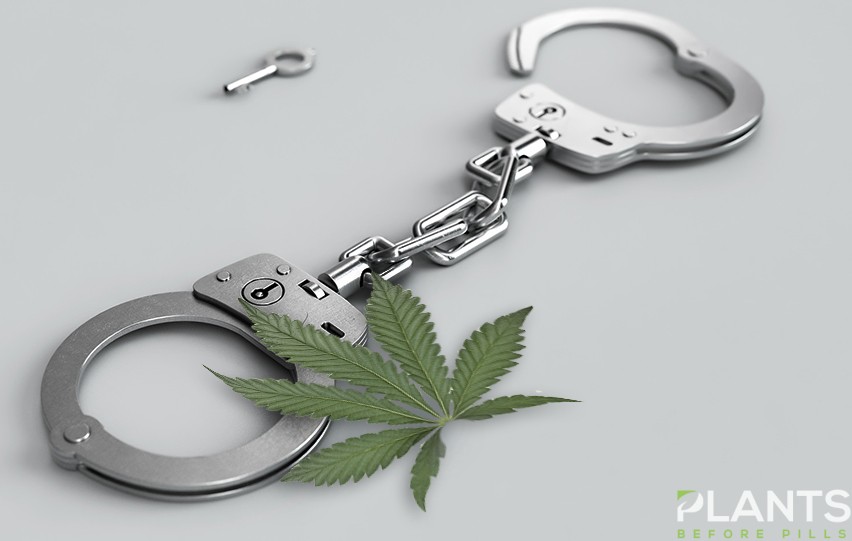 Las Vegas Police Seize $8.6 Million Worth of Cannabis Plants