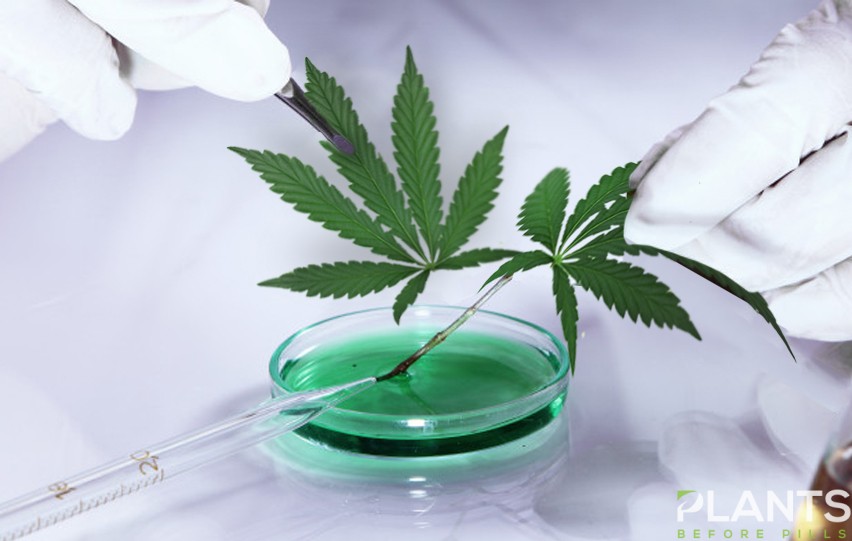 Ways How CBD Is Changing the Health Industry