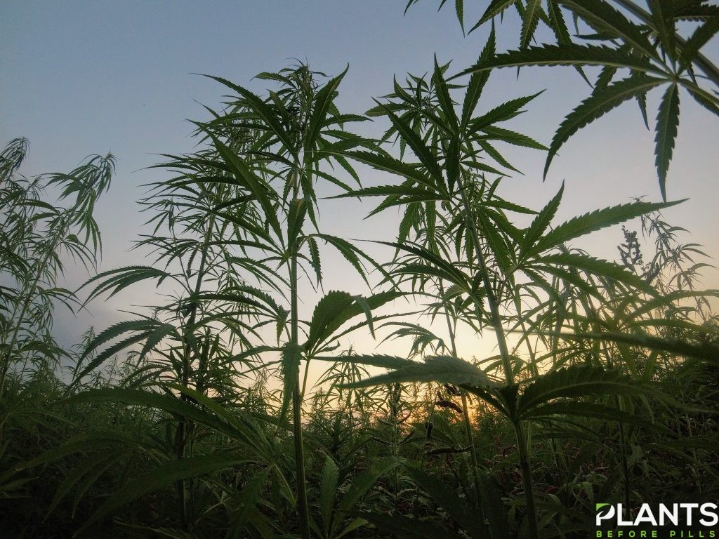 Hemp, Where Hemp is Grown