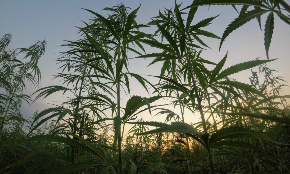 Hemp, Where Hemp is Grown