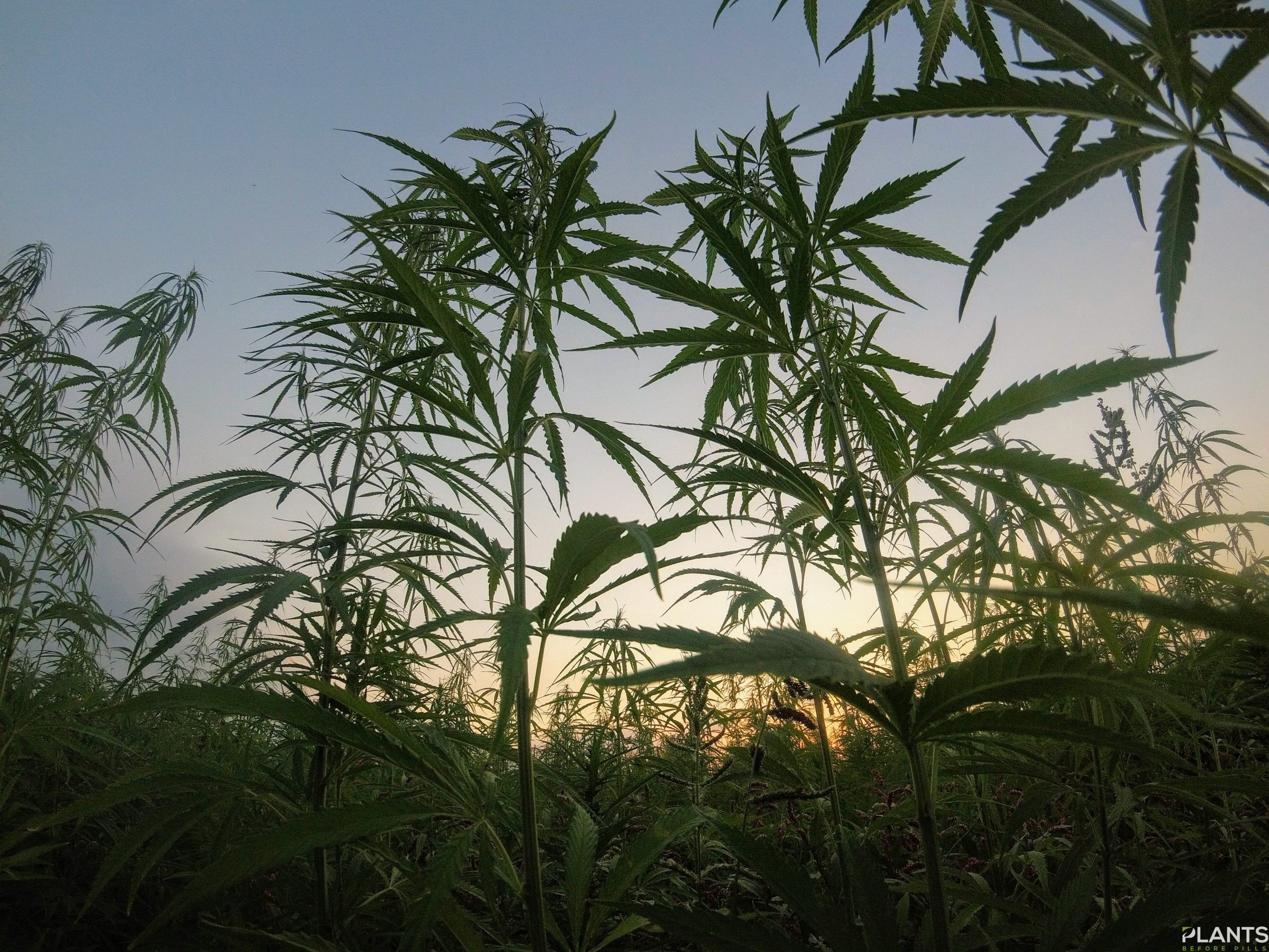 Hemp, Where Hemp is Grown