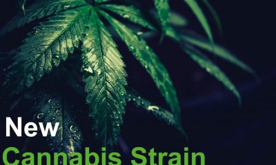 New Cannabis Strain, Leo Bridgewater and Harmony Dispensary