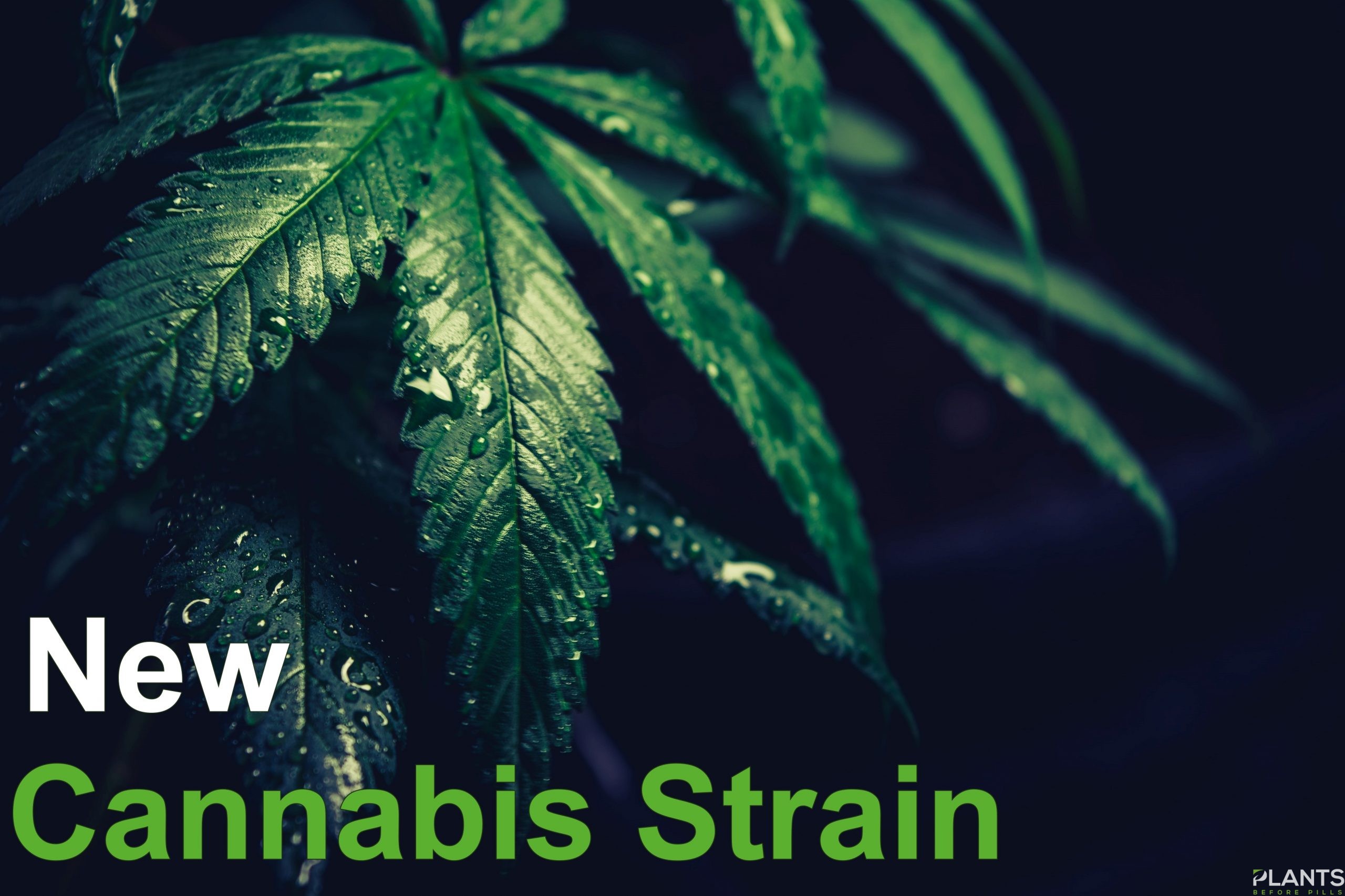 New Cannabis Strain, Leo Bridgewater and Harmony Dispensary