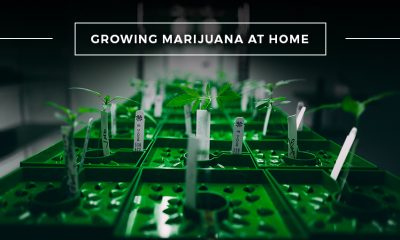 Guide to Growing Marijuana at Home