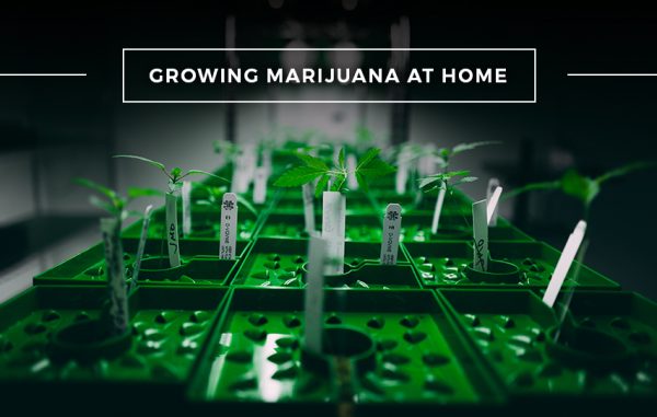 A 7-Step Guide To Growing Marijuana at Home - Plants Before Pills