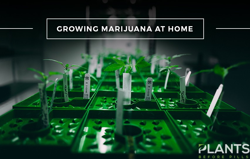 Guide to Growing Marijuana at Home