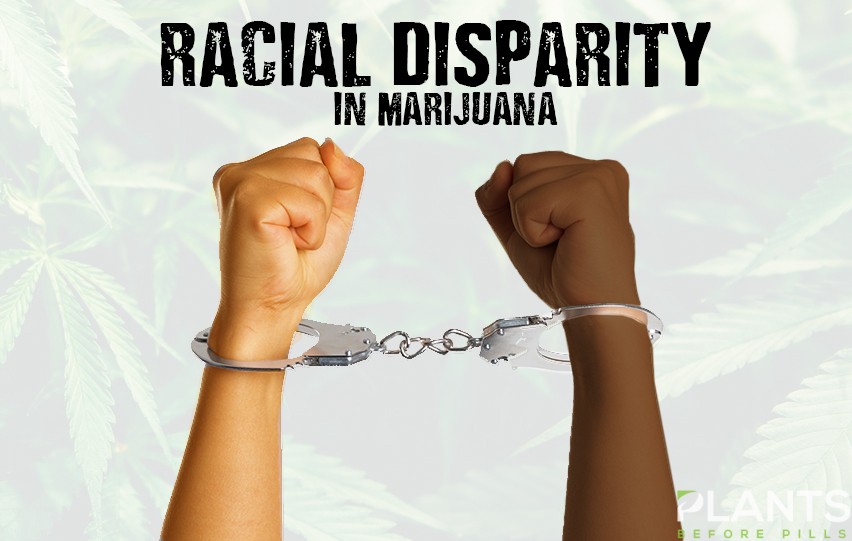 Racial Disparity in Marijuana Searches and Arrests