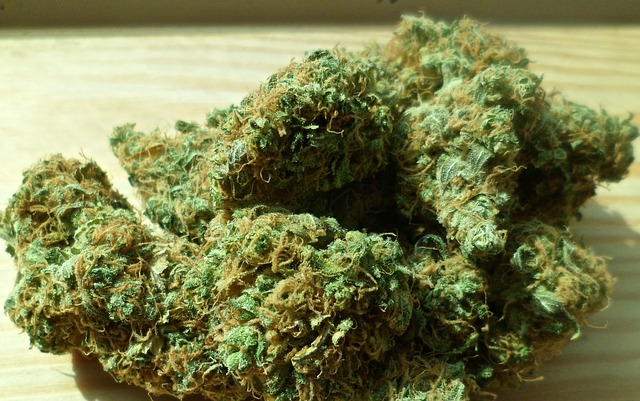 harvesting marijuana at home 