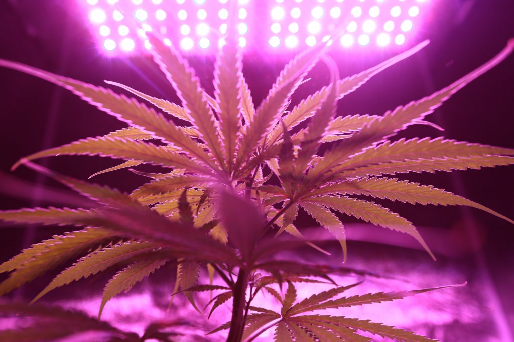 area growing cannabis 