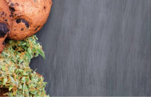 The Differences Between Smoking Versus Eating Cannabis - Plants Before ...