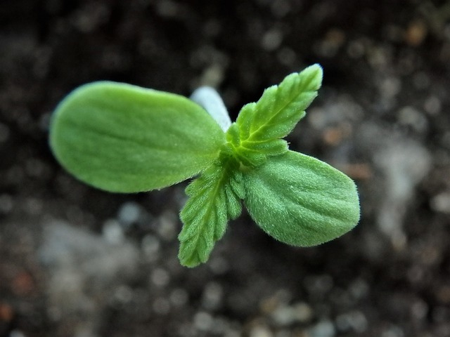 growing marijuana at home