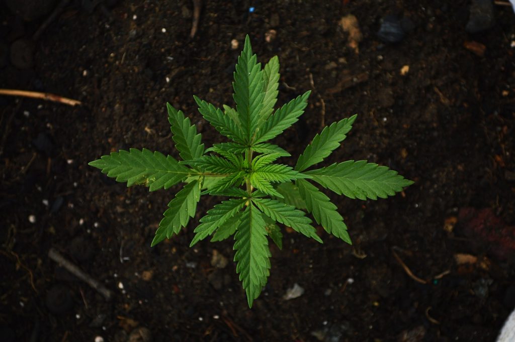 guide growing marijuana 