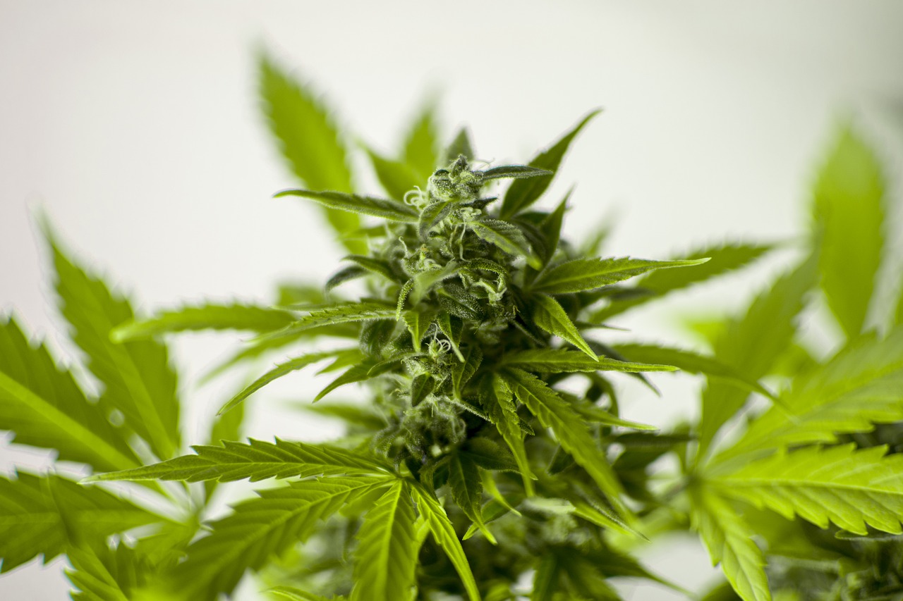 flowering stage - growing marijuana 