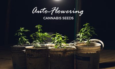 Cannabis Seeds Benefits