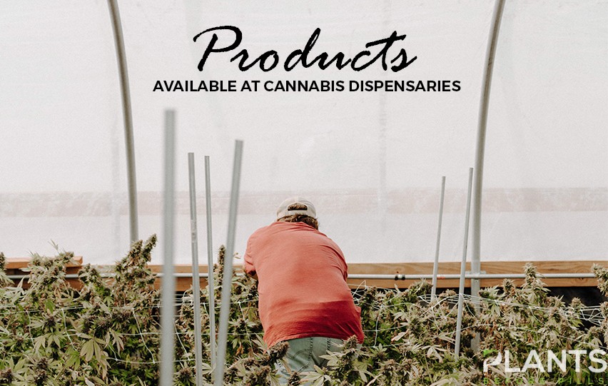 cannabis dispensaries