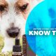 CBD to Your Pets