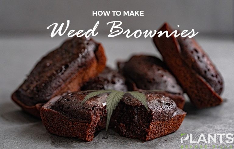 How To Make Weed Brownies - Plants Before Pills