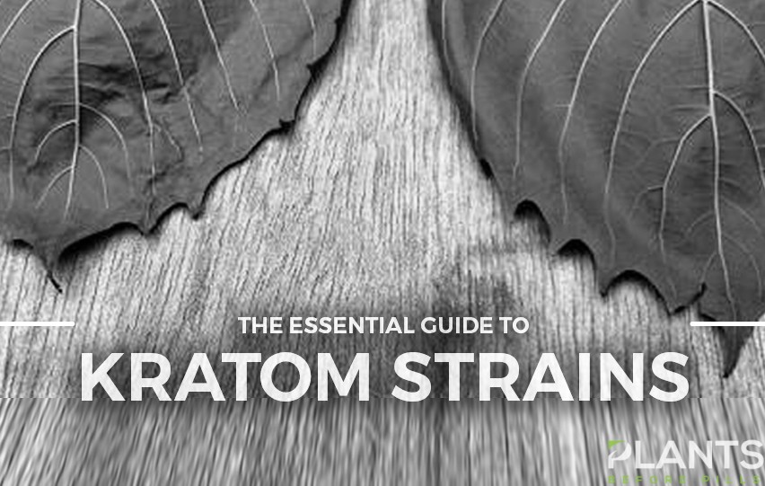 Kratom Strains