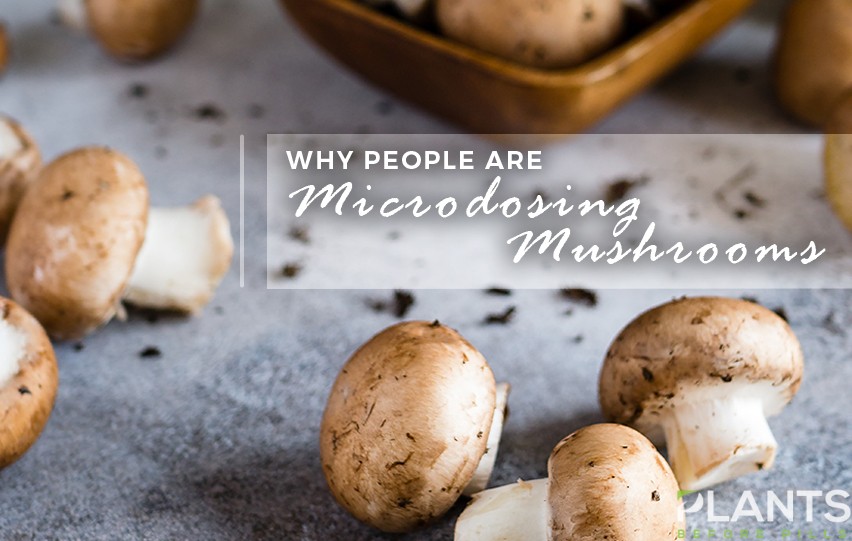 Why People are Microdosing Mushrooms