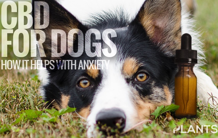 CBD For Dogs