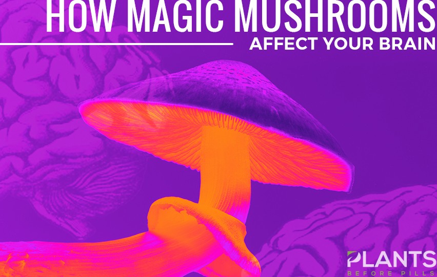 How Magic Mushrooms Affect Your Brain