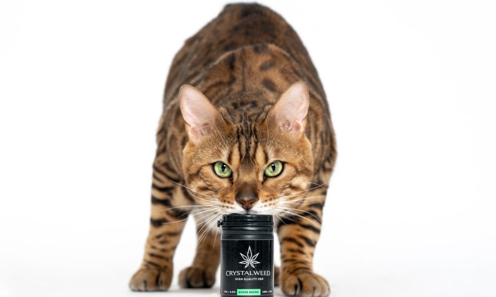 CBD for Cats