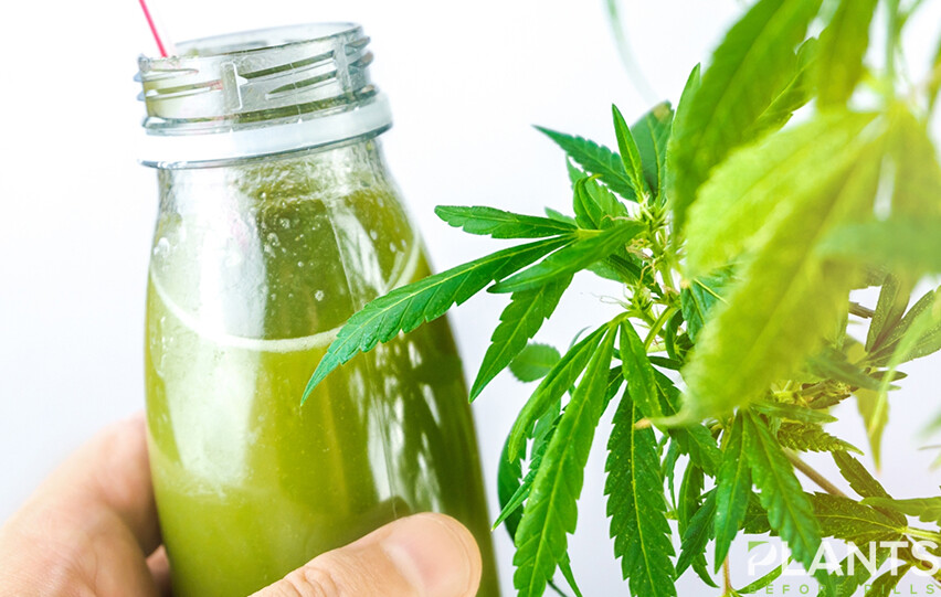 Relaxing CBD Drinks to Help You Through These Trying Times
