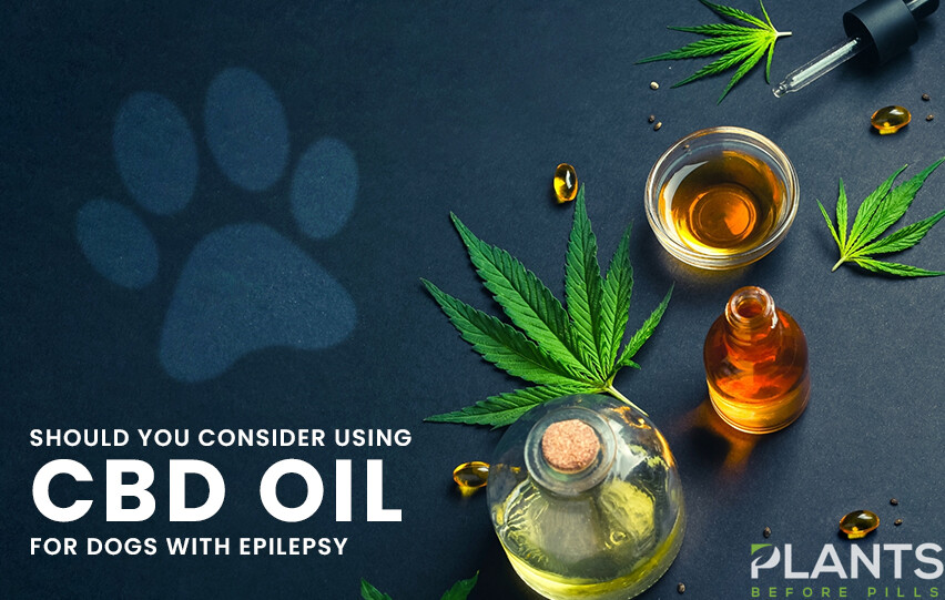 Should You Consider Using CBD for Dogs with Epilepsy