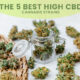 Best High-CBD Cannabis Strains