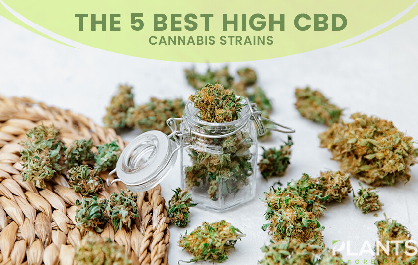 Best High-CBD Cannabis Strains