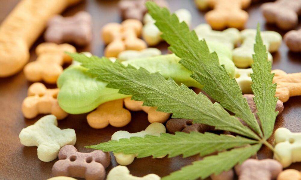 What CBD Can Do for Shelter Pets