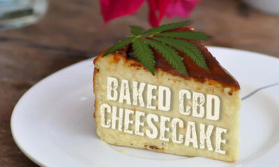 CBD Cheesecake