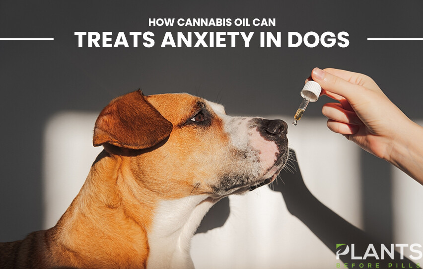 Cannabis Oil Can Treat Anxiety in Dogs