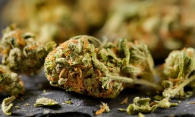 10 Interesting Facts About Cannabis that the Mainstream Media Won't Tell You
