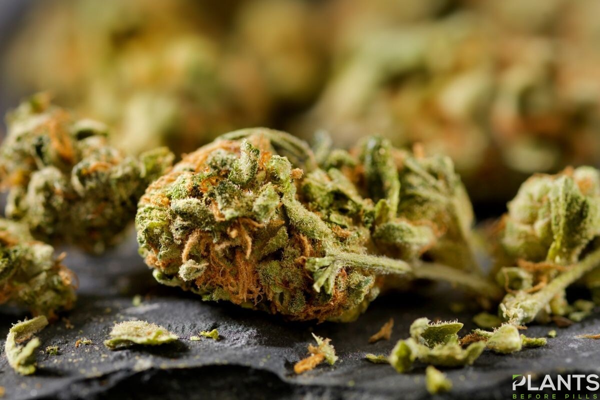 10 Interesting Facts About Cannabis that the Mainstream Media Won't Tell You