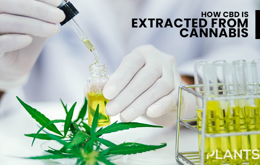 CBD Is Extracted From Cannabis