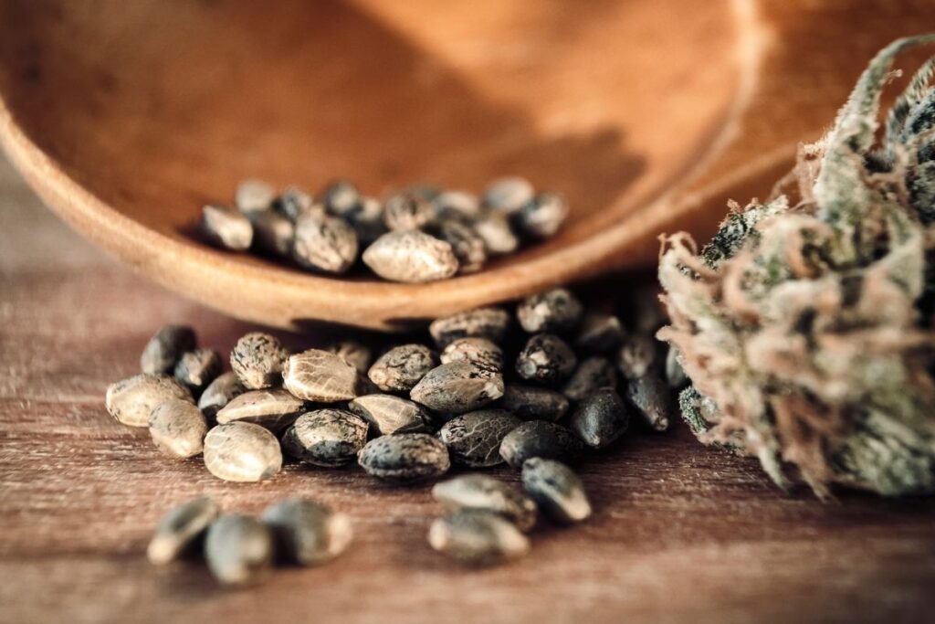 Buy Seeds for Strains Accustomed to the Climate