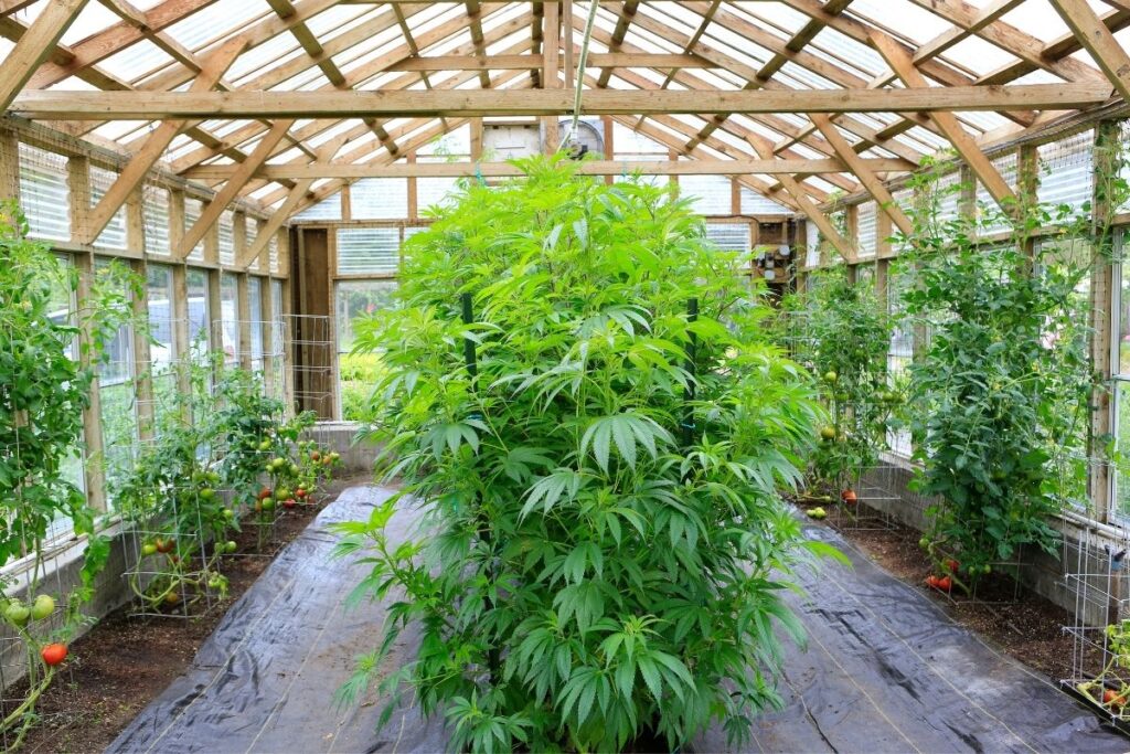 Growing Cannabis