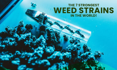STRONGEST WEED Strains in the World