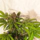 tips on how to prevent bud rot