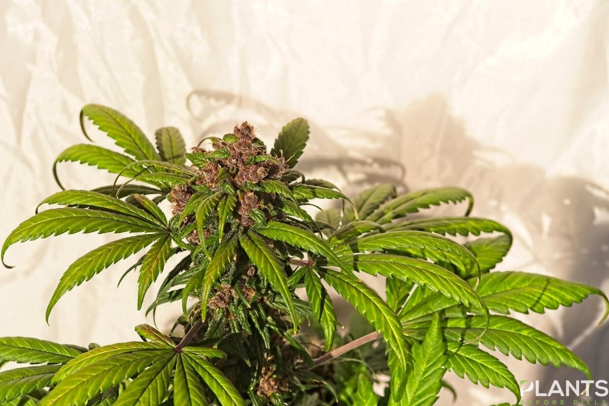 tips on how to prevent bud rot