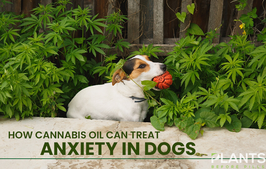 Cannabis Oil Can Treat Anxiety in Dogs