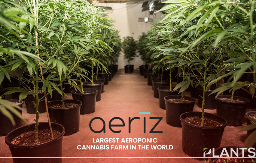Aeroponic Cannabis Farm in World