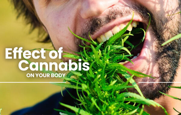 Effects of Cannabis on your body. [VIDEO] - Plants Before Pills