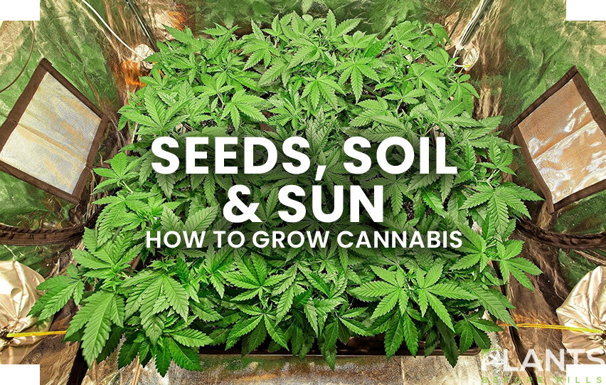 Grow Cannabis