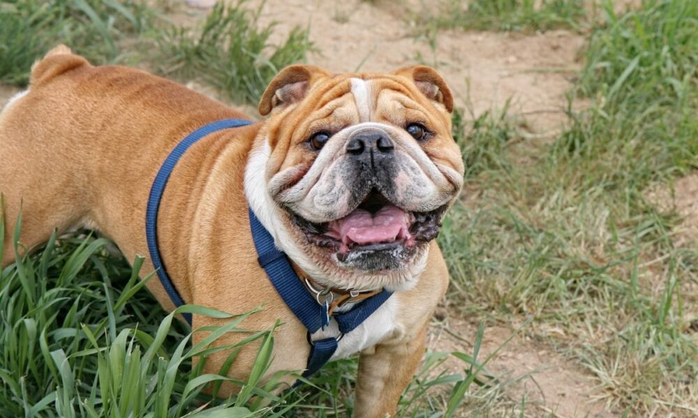 What to Do When Your Pet is Exposed to Delta-8